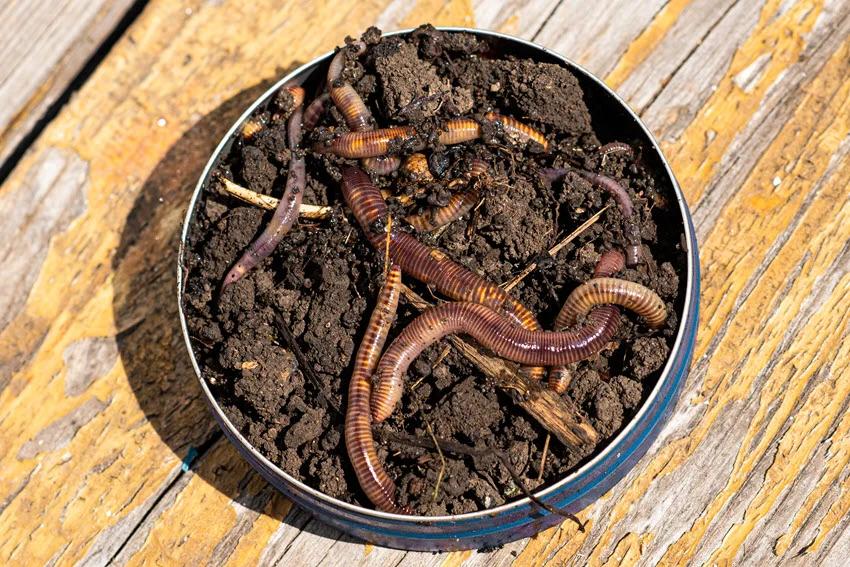 Close-up of a metal can with eel bait placed on a wooden surface.