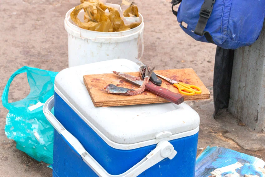 Close-up view of sardine bait on a wooden board with two knives and yellow-handled scissors.