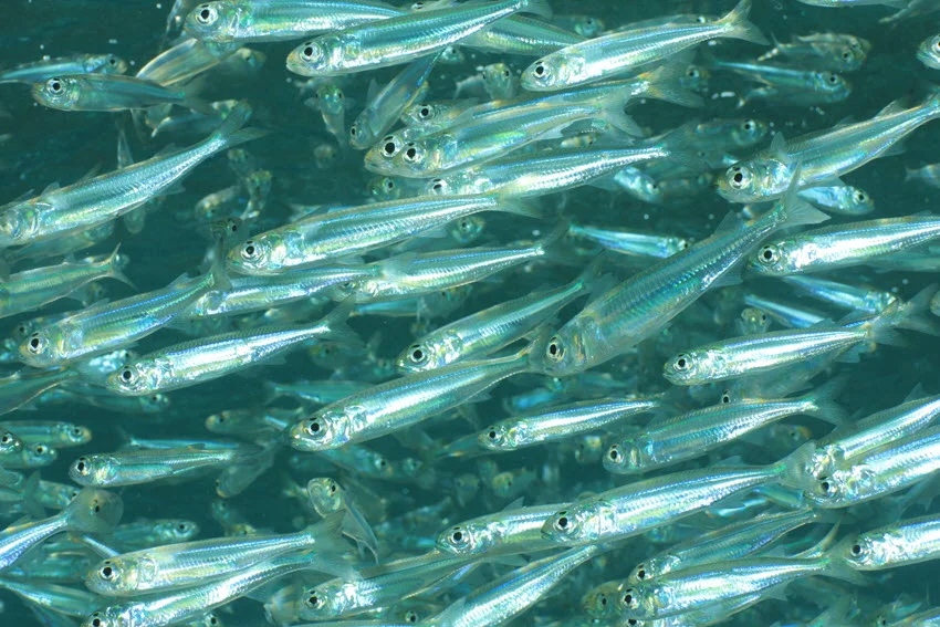 A school of Sardine fish swimming in the ocean depths.