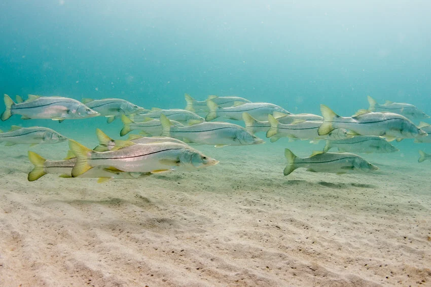 Underwater side view of a school of Snook swimming close to the sandy ocean floor.