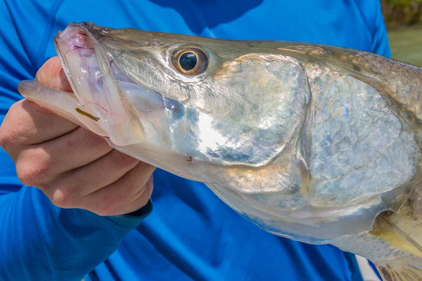 Focused shot of a silver Snook's head with an angler's hand gripping the fish by its mouth.