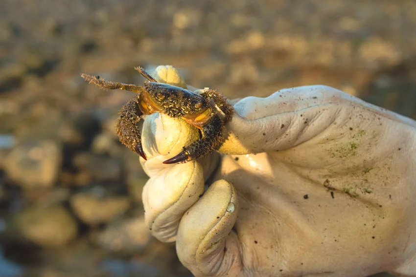 The angler's hand in a fishing glove holds a yellow, small yellow crab bait with two fingers.