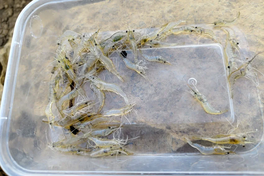 Top-down view of a bunch of small shrimp swimming in a plastic container filled with water.