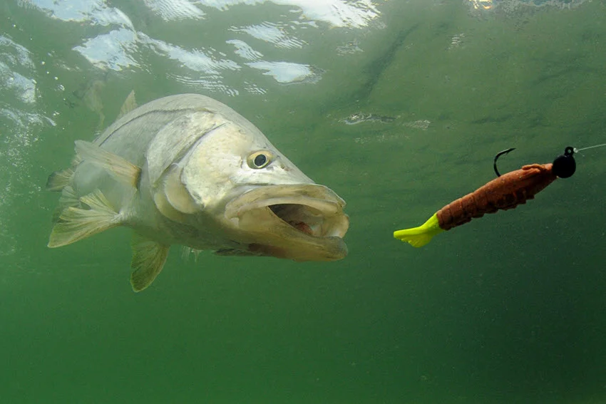 Underwater shot of a Snook with an open mouth chasing artificial bait in green water.