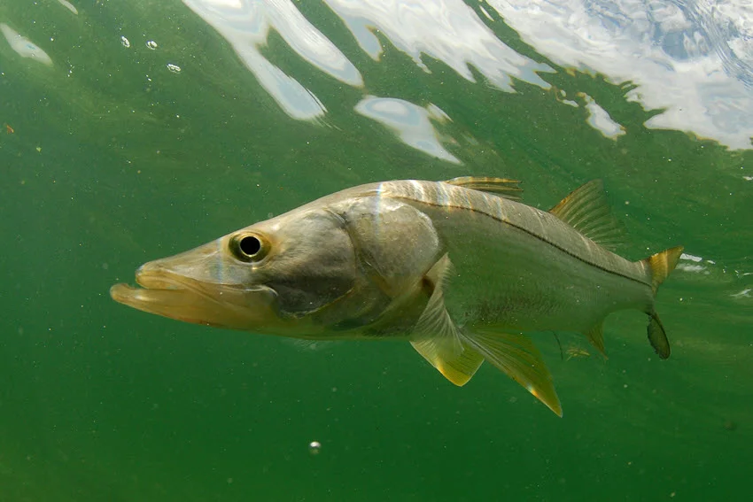 Close-up view of a Snook swimming near the surface in greenish, murky water.