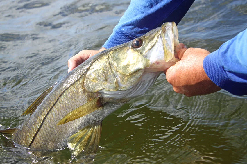 Close-up view of an angler holding a Snook by the mouth and dorsal fin while gently releasing it into green-tinted water.