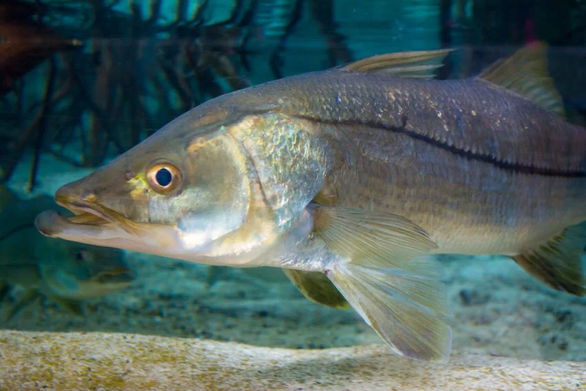 Close-up view of a Snook's head and upper body swimming near the sandy bottom, surrounded by aquatic plants.