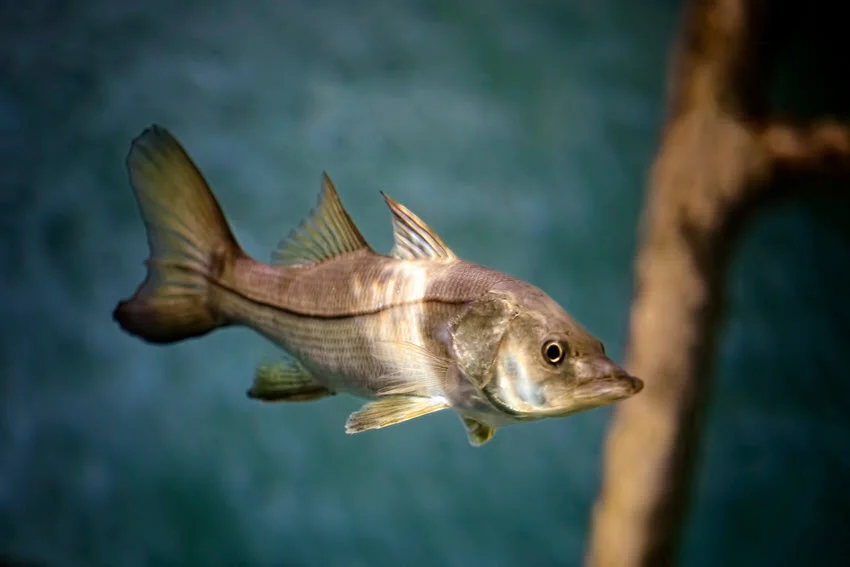 A juvenile Snook swimming in clear blue water near the surface.