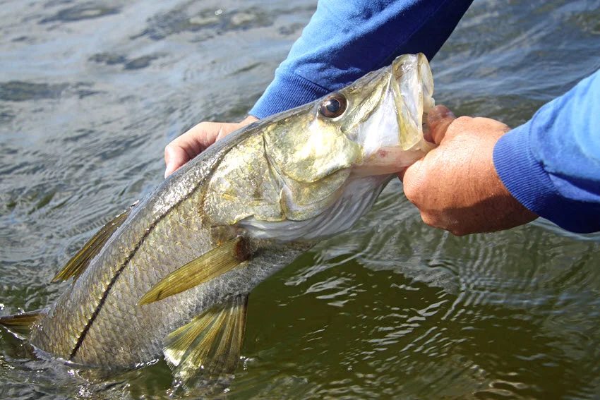 Snook held carefully at the water surface during release, showing proper catch and release handling after an inshore fight.