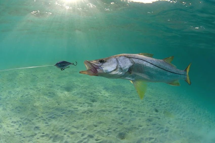Best Snook Lures: The Angler's Guide.