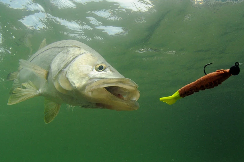 Snook chasing a hard bait lure in clear water, showing the fast reaction strike that makes artificial lures so effective for this species.