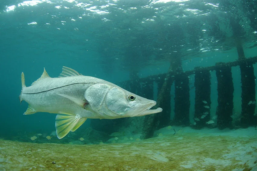 Snook swimming beside pier pilings underwater, showing the shade, structure, and ambush cover where this fish often holds.
