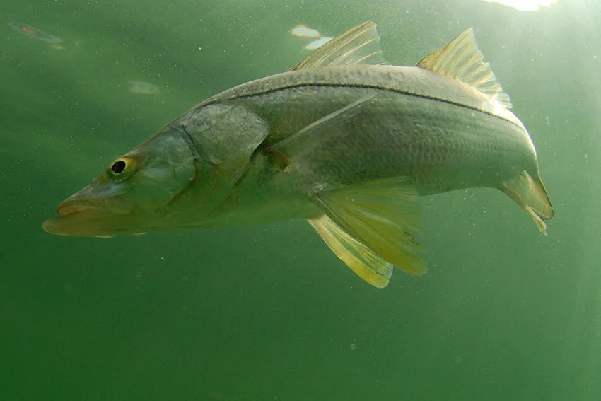 Side view of a Snook swimming through green saltwater, showing its streamlined body, bold lateral line, and classic inshore game fish profile.