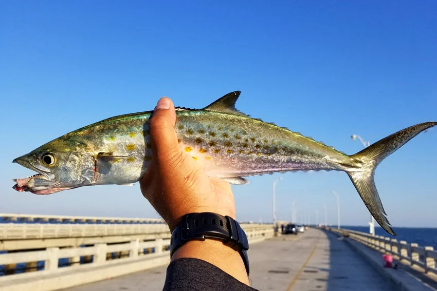 Angler holding a freshly caught Spanish Mackerel at a fishing pier, showing its spotted sides and streamlined body against a blue sky.