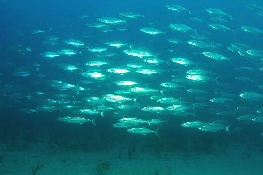 Underwater view of a Spanish Mackerel school swimming over a sandy bottom in clear coastal water, showing their tight group formation.