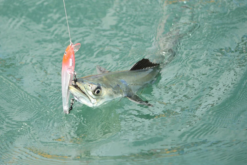 Spanish Mackerel hooked near the surface on a brightly colored lure in clear coastal water.