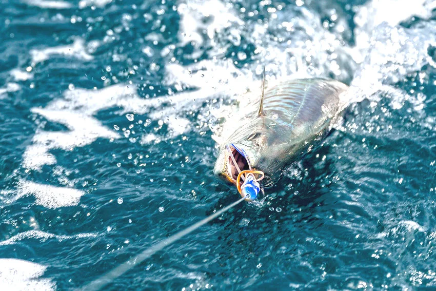 Best Spanish Mackerel Lures: The Angler's Guide.