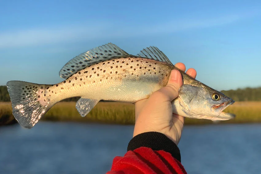Side view of an angler holding a Speckled Trout above calm water, showing its distinctive spotted body pattern.