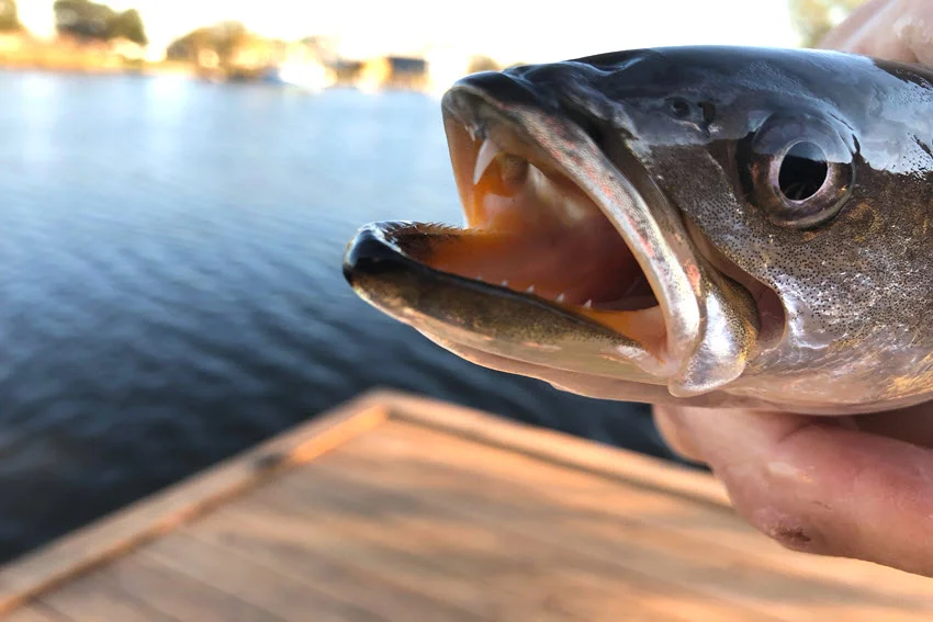 Close view of a Speckled Trout being lifted from the water with a lure hooked in its mouth and light reflecting on its scales.
