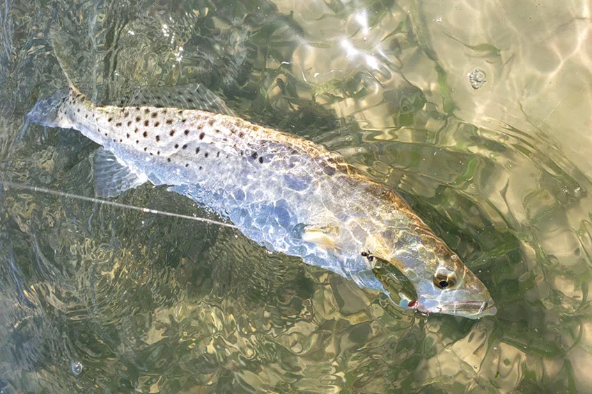 Underwater view of a Speckled Trout swimming away after a careful release, with sunlight streaming through clear green water.