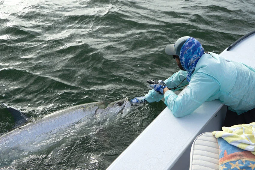 Angler carefully releasing a large Tarpon beside the boat after a close-range fight in open water.