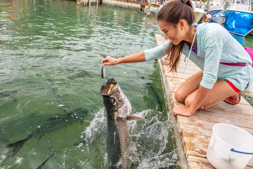 Tarpon jumping beside a dock to eat baitfish near the surface in calm marina water.