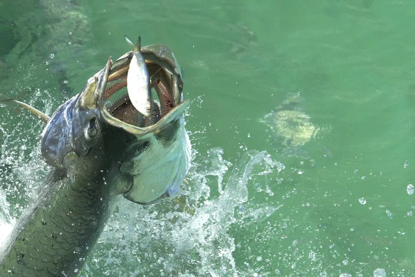 Tarpon breaking the surface while eating baitfish, showing the feeding action anglers try to match with lures.