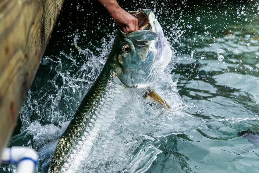 Best Tarpon Lures: The Angler's Guide.