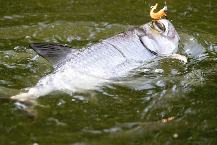 Tarpon hooked on a small lure in shallow green water during an active surface fight.