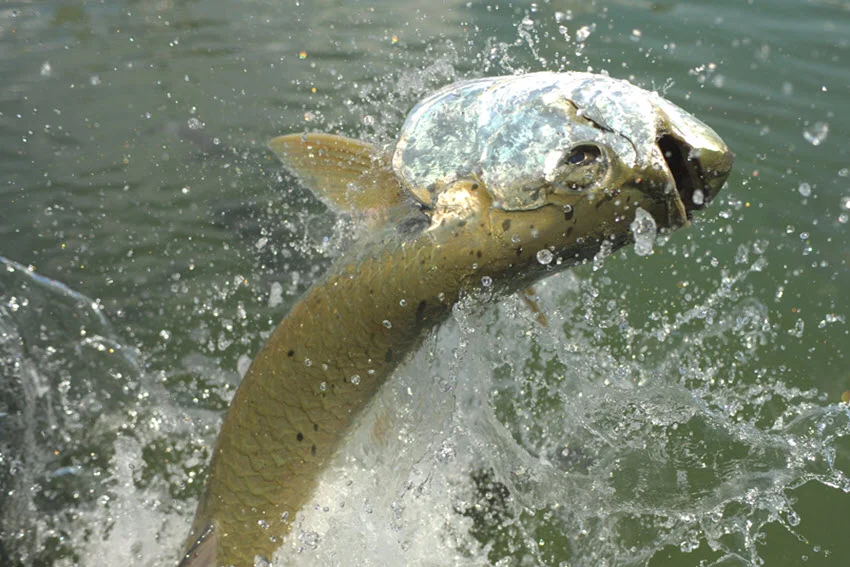 Focused shot of Tarpon leaping at the surface during a powerful fight in green water.