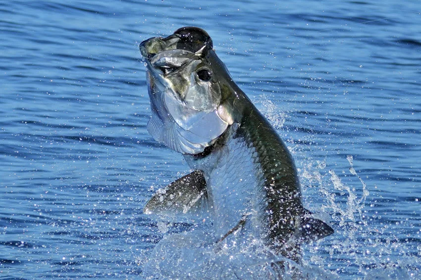 Close shot of Tarpon leaping out of the water during a powerful fight after taking a lure.