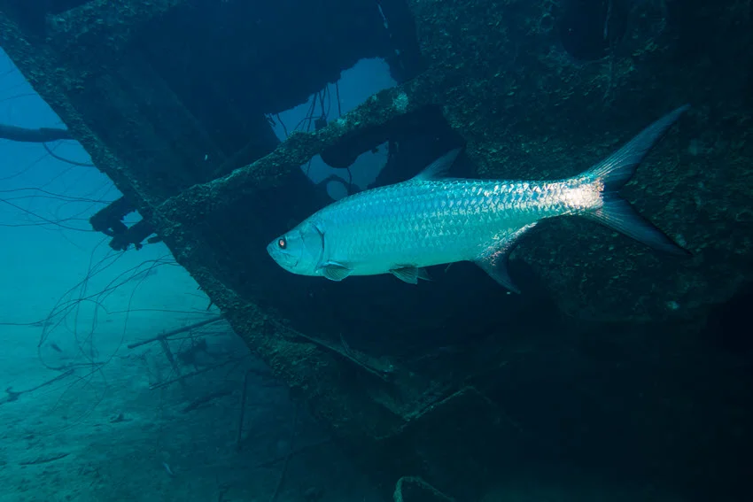 Tarpon swimming beside a shipwreck in clear blue water, showing the structure and depth where large Tarpon often hold.