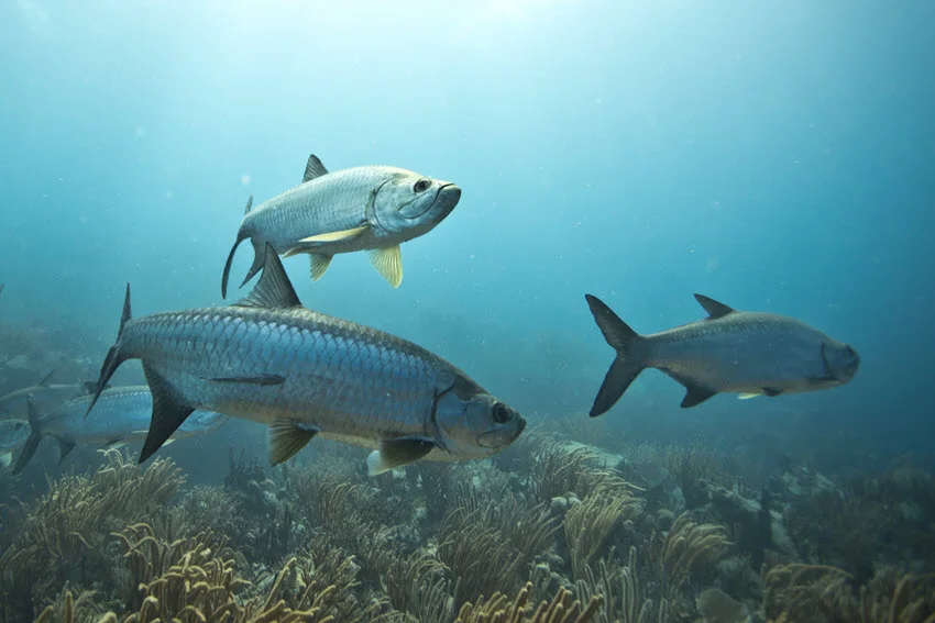 Tarpon swimming over reef structure in clear blue depth with other fish nearby.