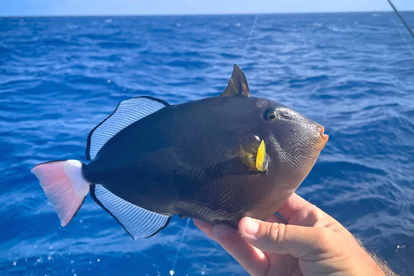 Angler holding a freshly caught Pinktail Triggerfish with the ocean visible in the background.
