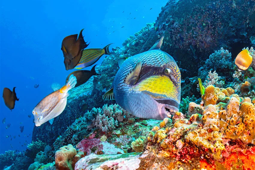 Titan Triggerfish swimming around a vibrant coral reef filled with colorful tropical fish.