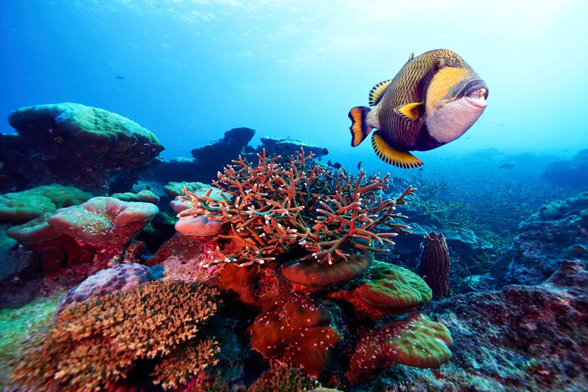 Titan Triggerfish swimming around a vibrant coral reef filled with colorful tropical fish.