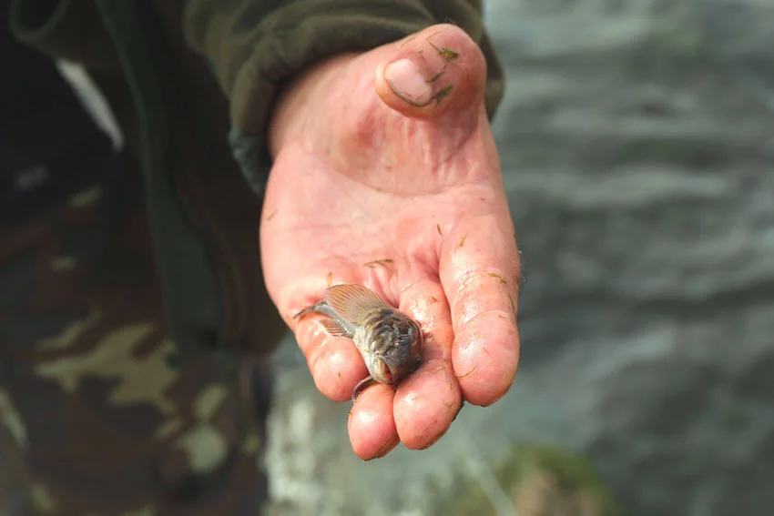 Close-up of angler's hand holding a small bait fish for Trout fishing.
