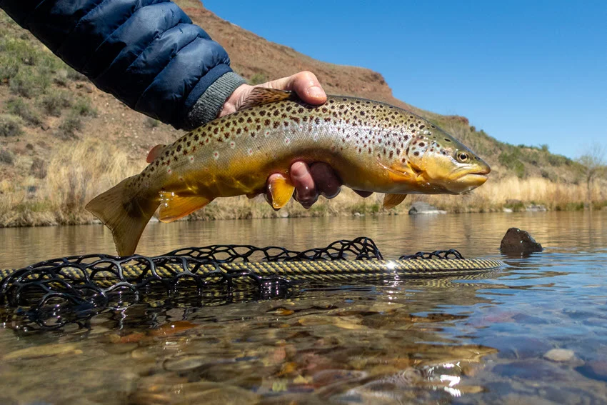 Close-up view of the angler's hand holding a freshly caught Trout above the shallow river during a sunny spring day.