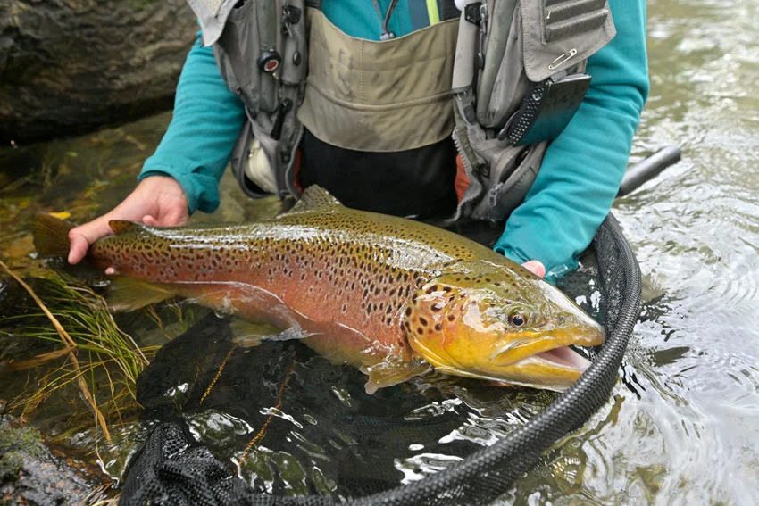 Close-up view of an angler, standing in a river up to its waist, holding a huge Brown Trout, and placing it in a fishing bag.