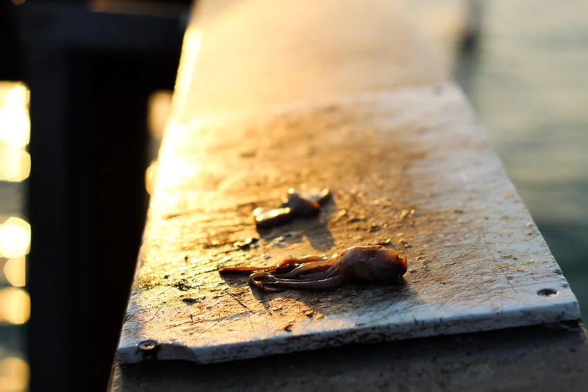 Cut live bait placed on a fishing pier railing at sunset, prepared for Trout fishing.