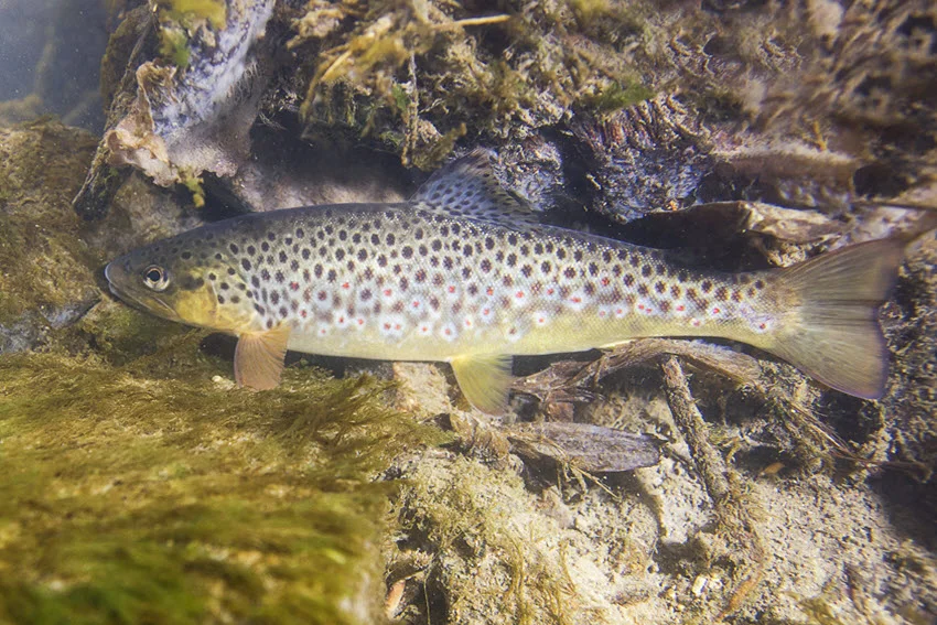 A Spotted Trout swims around underwater log structures and grassy vegetation.