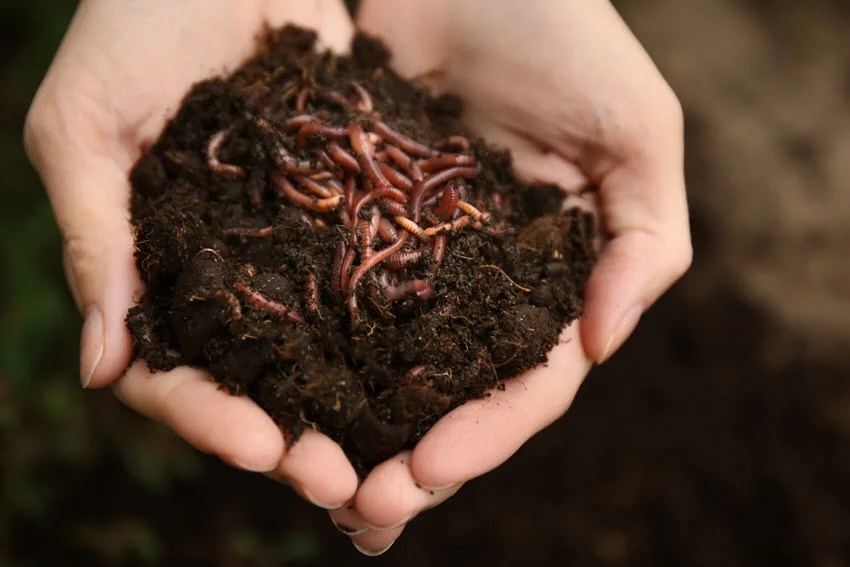 Woman holding live worm bait in soil, ready for Trout fishing.