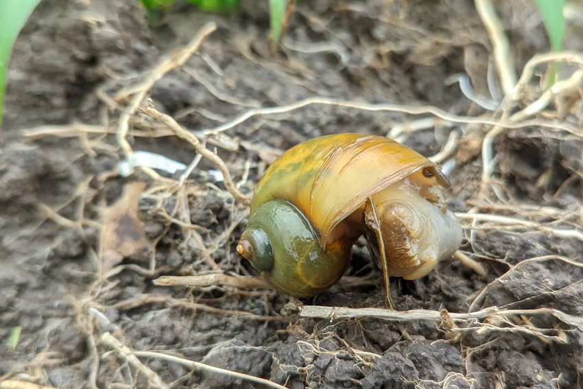 Focused shot of yellow mollusk bait on a wet riverbank, used for Trout fishing.