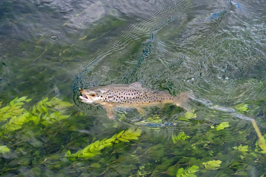 Brown Trout jumping above a clear mountain river while chasing a fly lure.