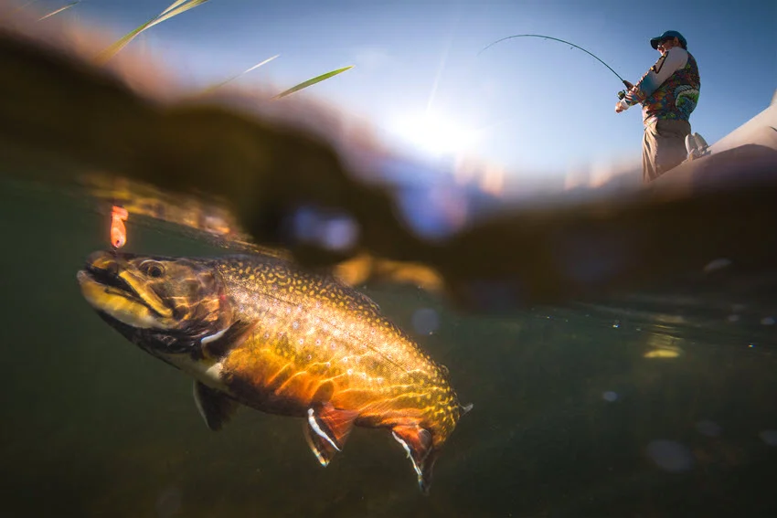 Angler reeling in a Trout underwater with golden sunlight shining through the surface.