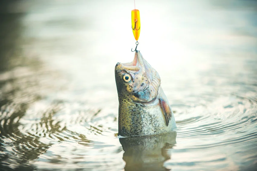 Brown Trout hooked during a recreational fly fishing trip on reflective morning water.