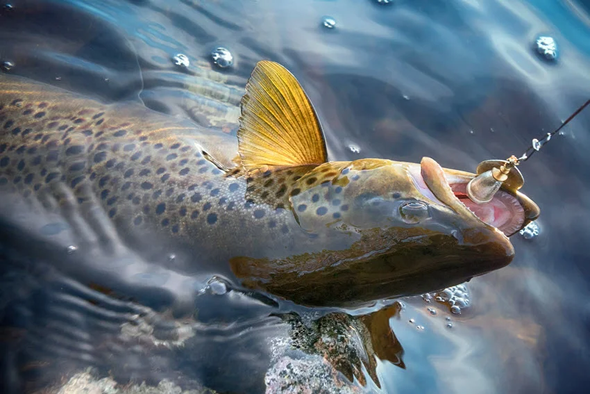 Brook Trout striking a bright spinning lure in clear cold water near submerged rocks.