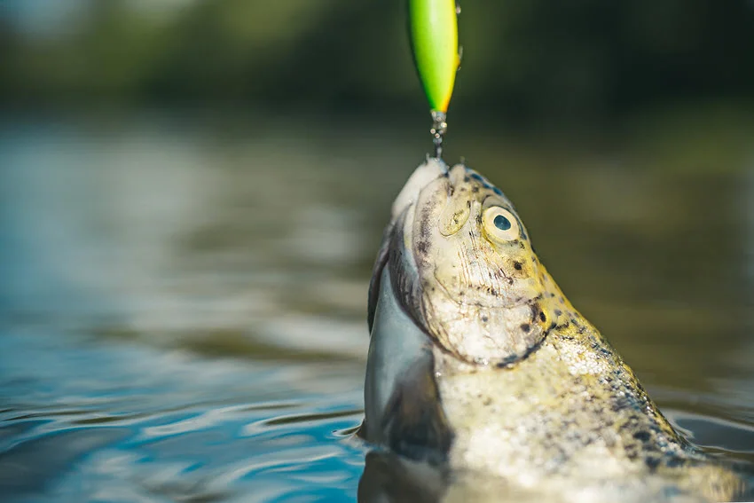Steelhead Rainbow Trout caught on a single hook glimmering at the water’s surface.