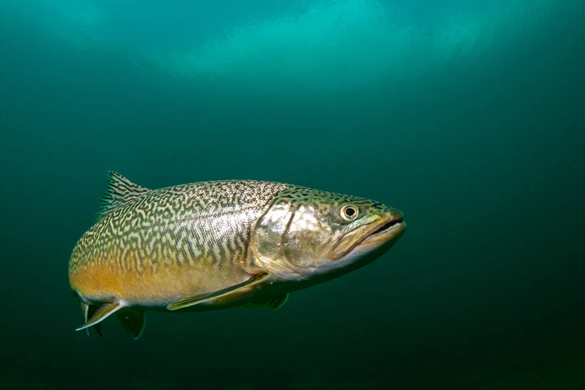 Best Trout Lures: The Angler's Guide.