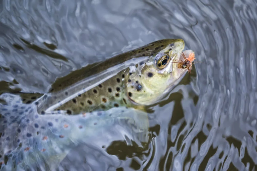 Trout splashing near the surface while hooked on classic fly fishing tackle.